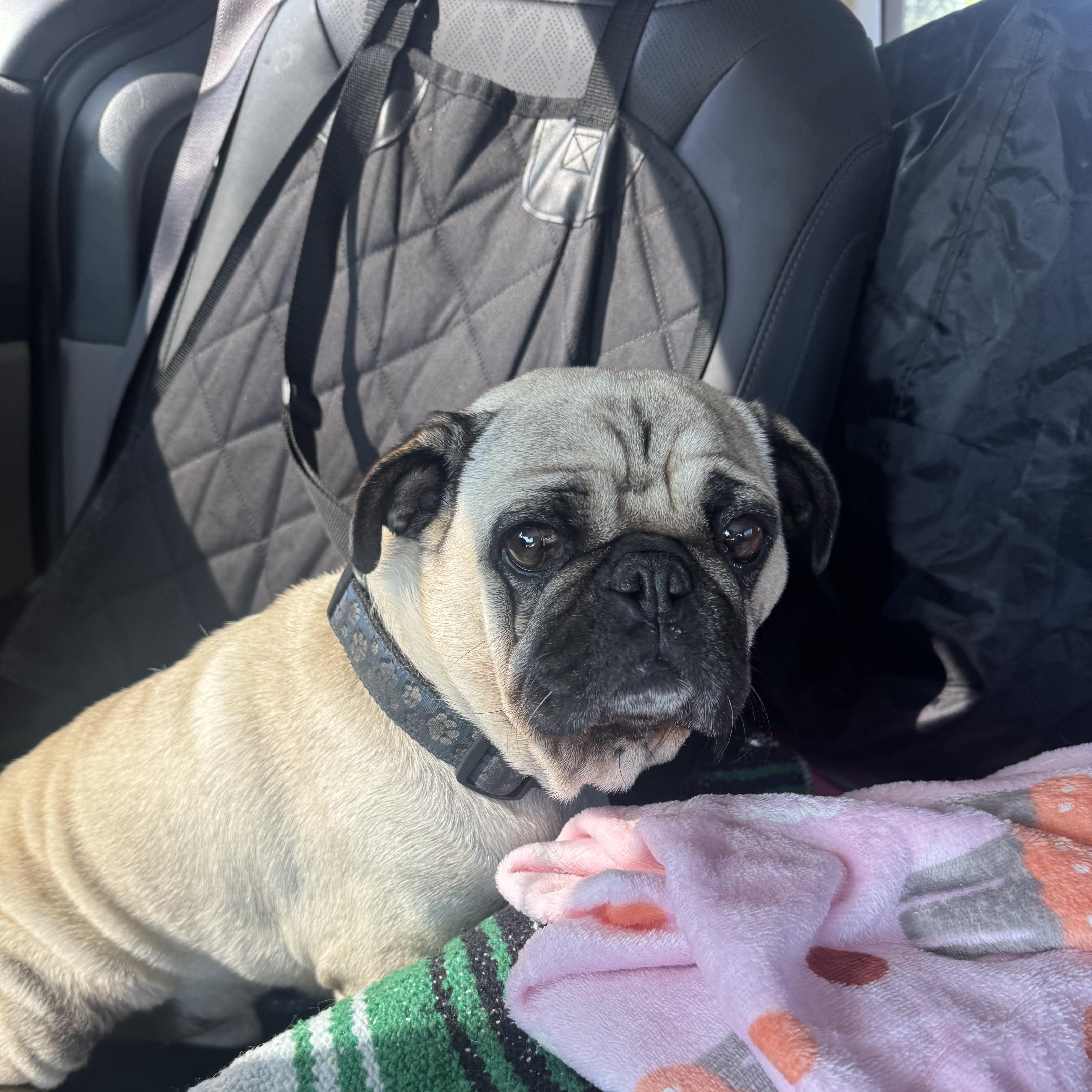 Enlarge Coco, a Adoptable Pug in Salt Lake City, UT image 2/6