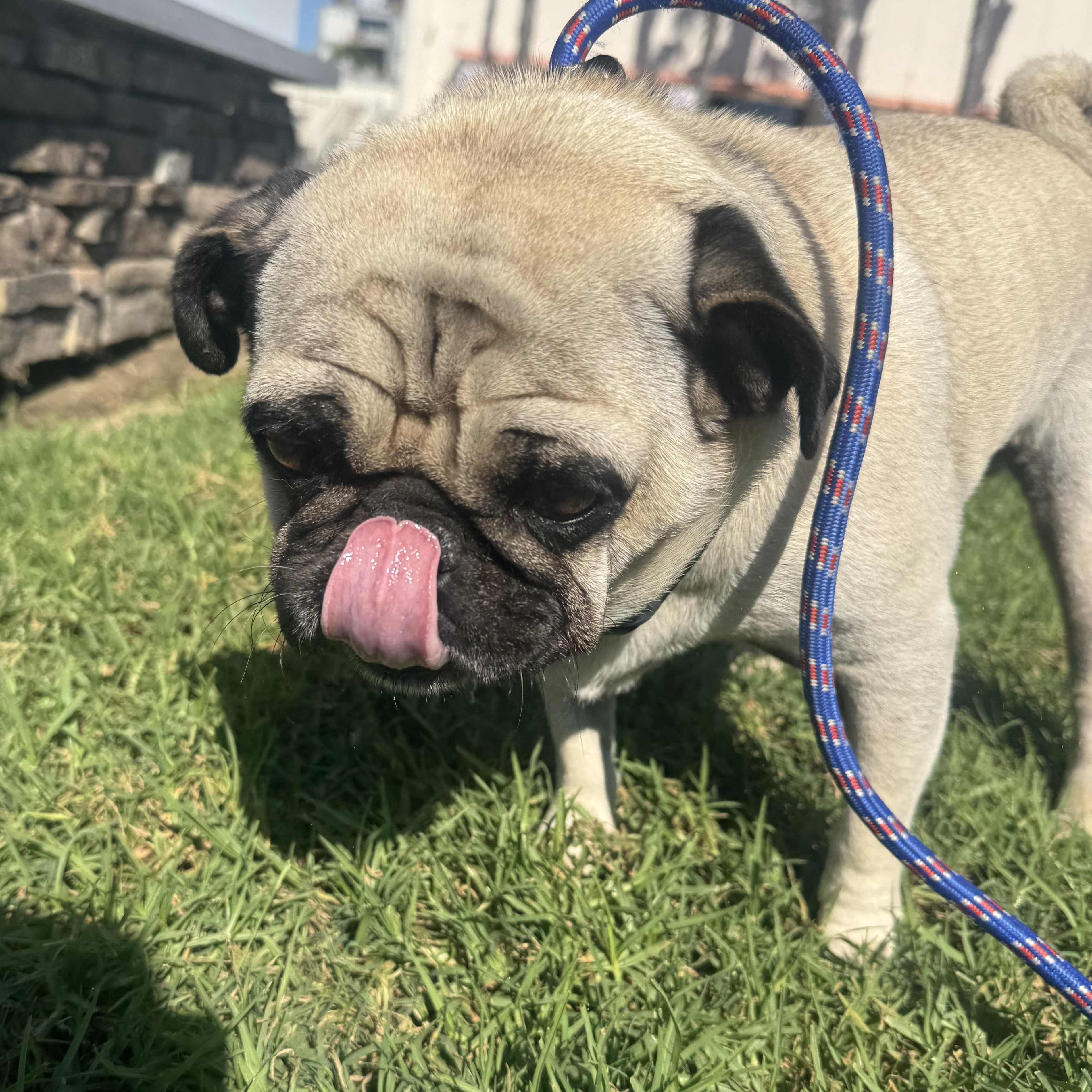 Enlarge Coco, a Adoptable Pug in Salt Lake City, UT image 3/6