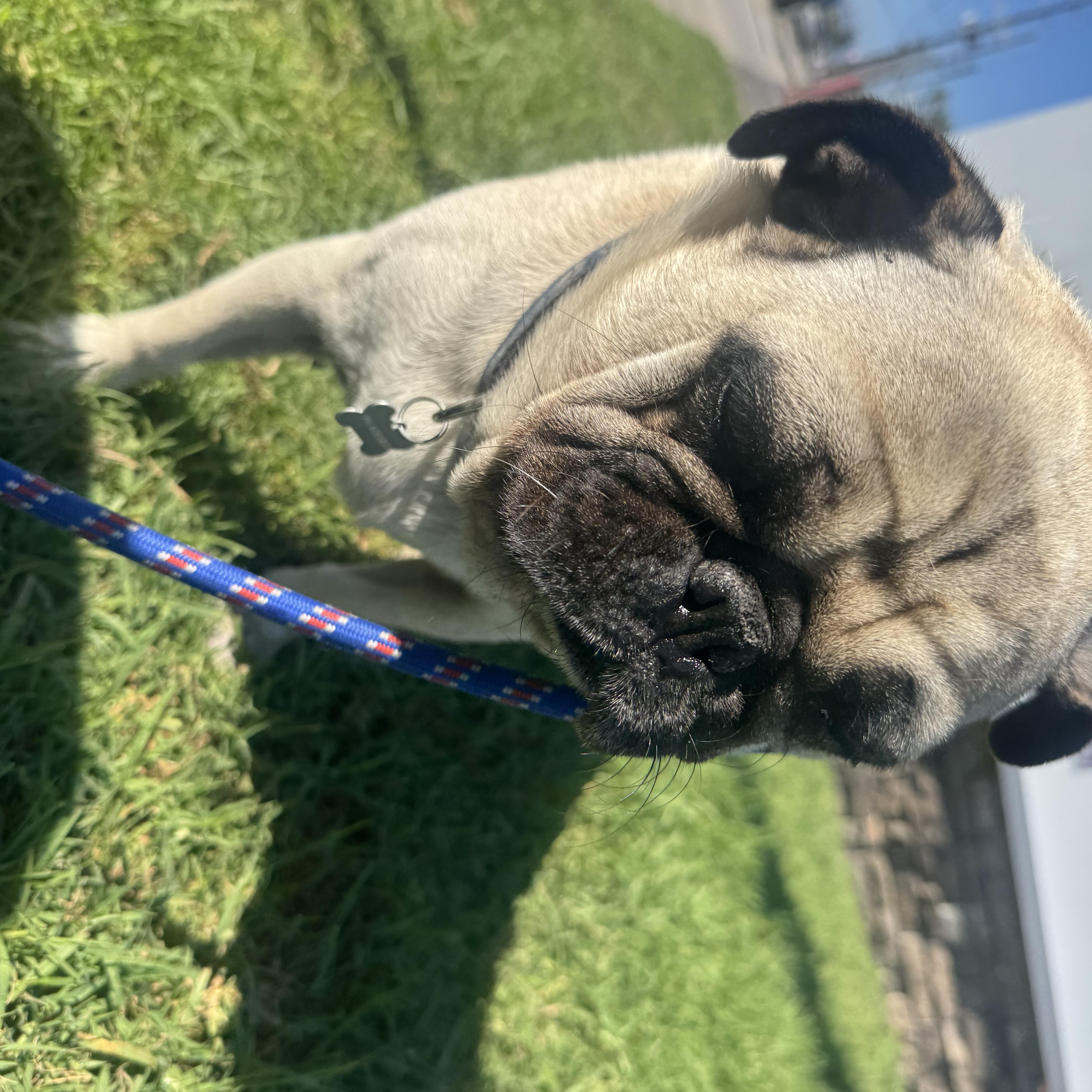 Enlarge Coco, a Adoptable Pug in Salt Lake City, UT image 4/6