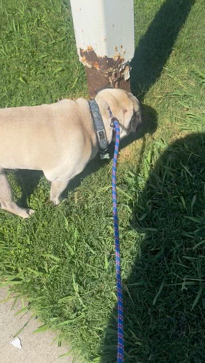 Enlarge Coco, a Adoptable Pug in Salt Lake City, UT video 6/6