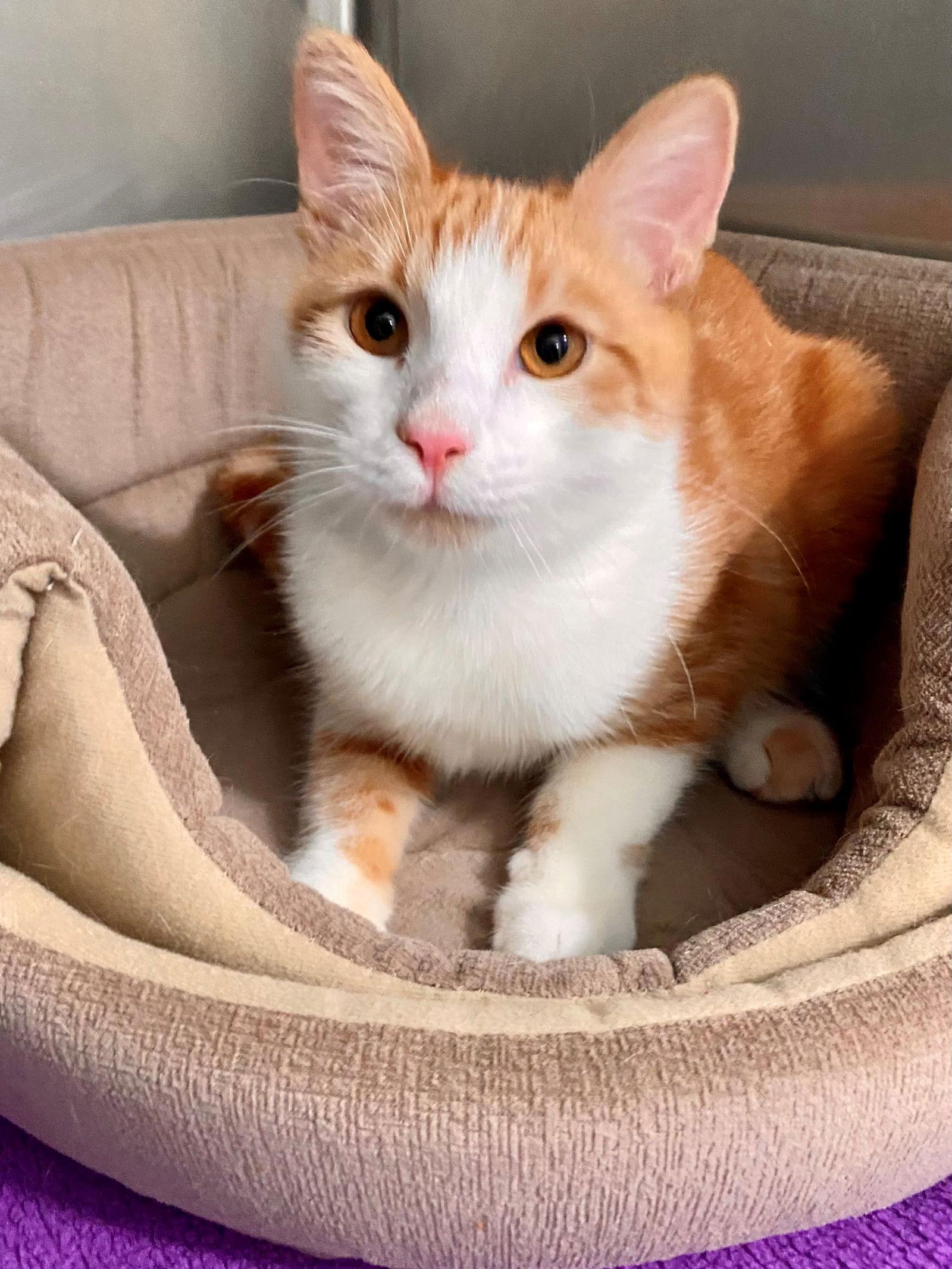 Sheldon, Adoptable, Young Male American Shorthair.