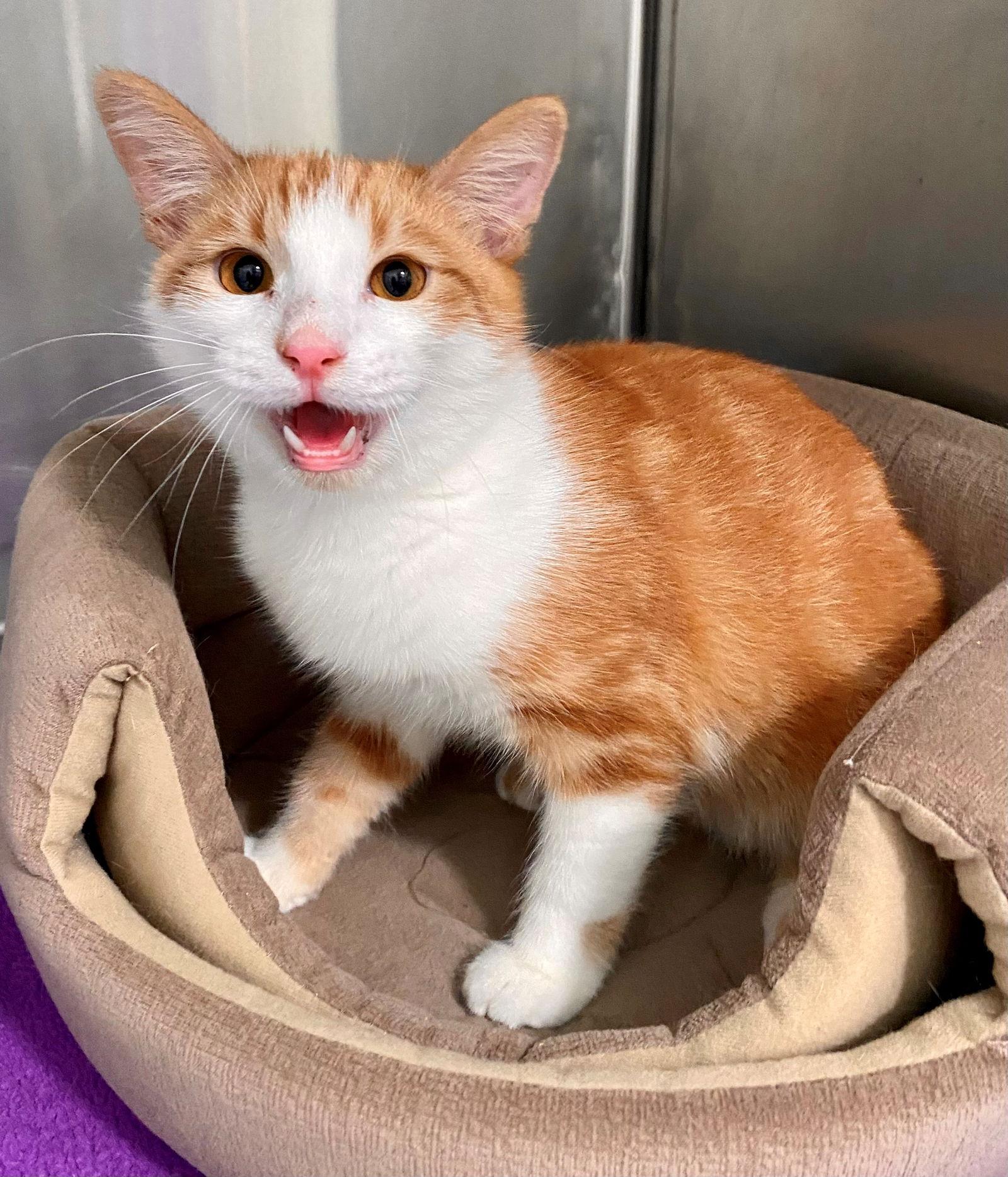 Enlarge Sheldon, a Adoptable American Shorthair in Oakland Park, FL image 2/2