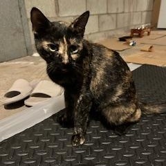 Star, a Adoptable mixed breed in FITCHBURG, MA image 2/6