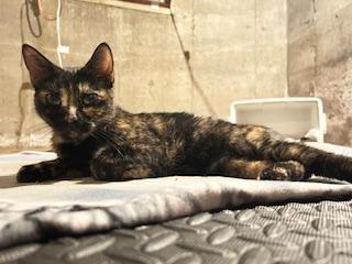 Star, Adoptable, Young Female Domestic Short Hair & Tortoiseshell.