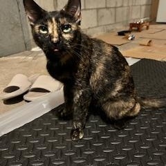 Star, a Adoptable mixed breed in FITCHBURG, MA image 3/6