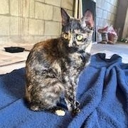 Star, a Adoptable mixed breed in FITCHBURG, MA image 4/6