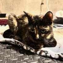 Star, a Adoptable mixed breed in FITCHBURG, MA image 5/6