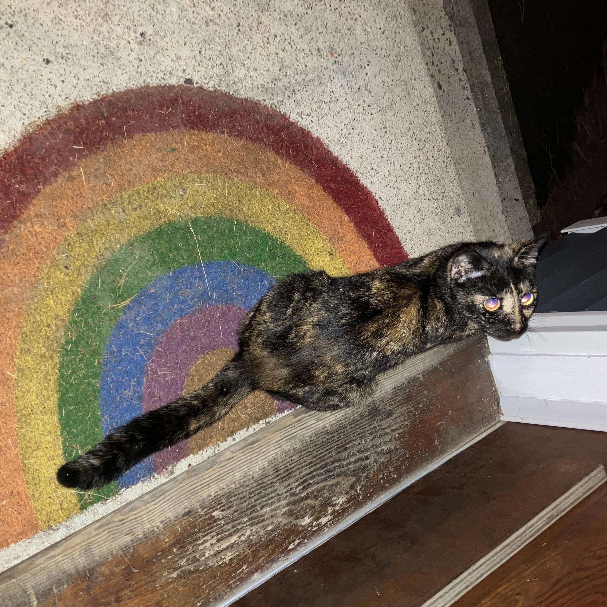 Star, a Adoptable mixed breed in FITCHBURG, MA image 6/6