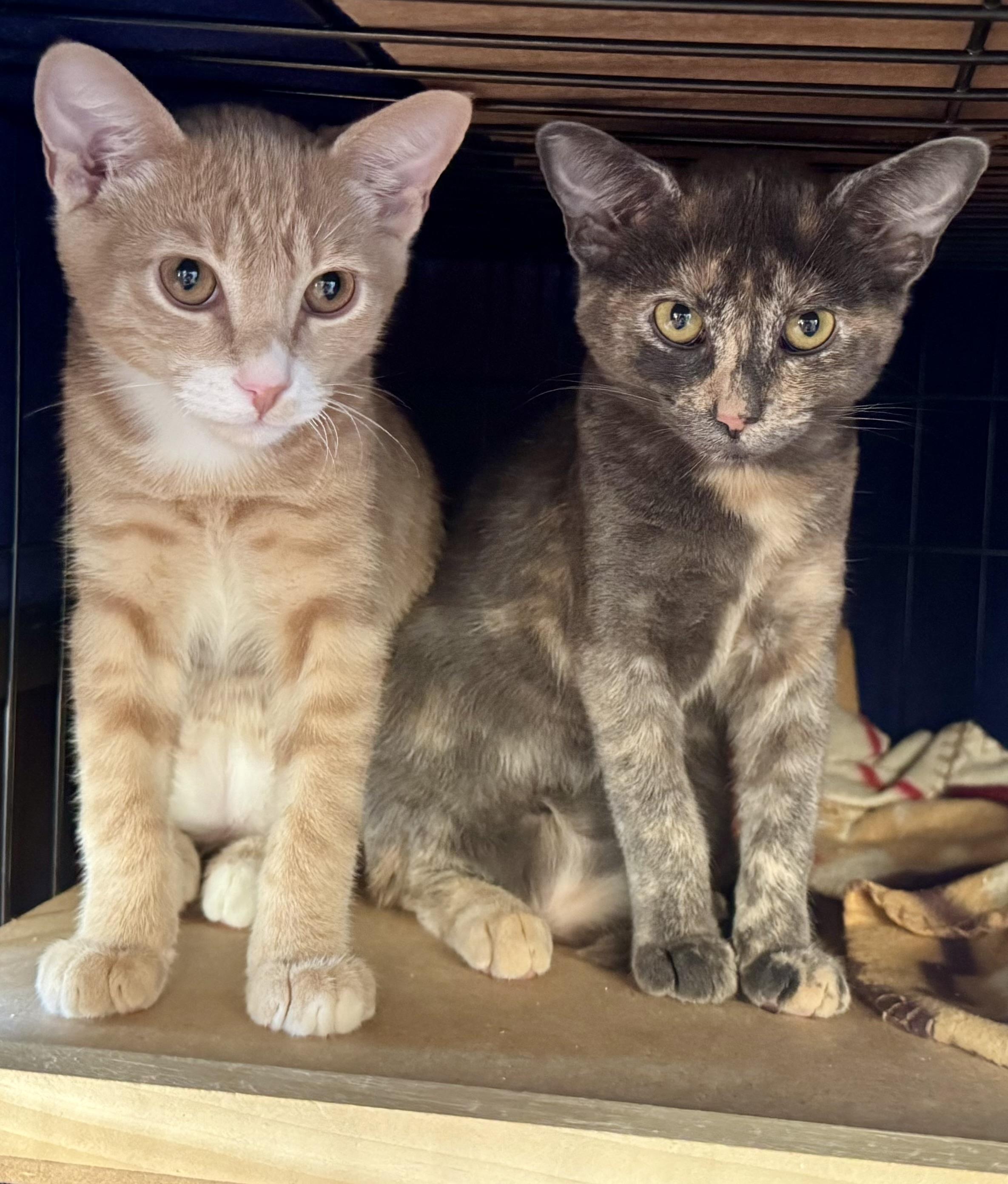 Enlarge Hudson and Roxie (quiet / mellow / sweet), a Adoptable mixed breed in San Jose, CA image 1/1