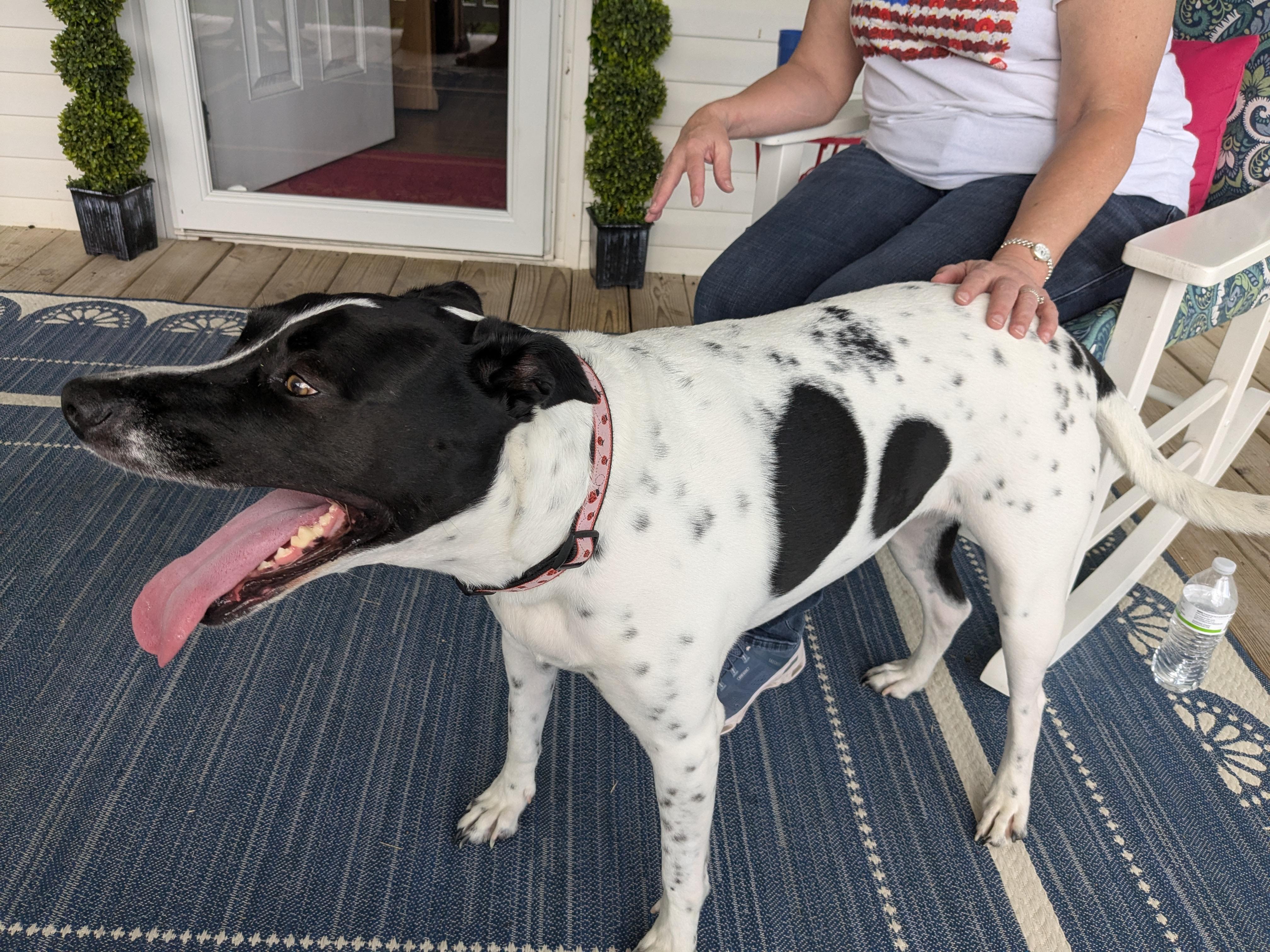 LADYBUG - COURTESY LISTING, a Adoptable mixed breed in New Church , VA image 2/5