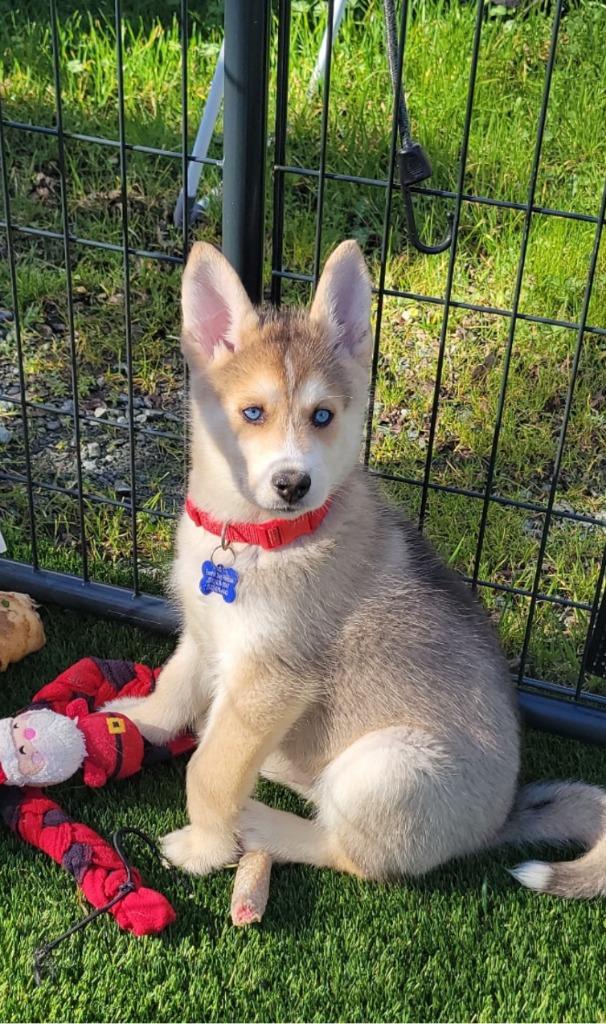 26Everest, a ADOPTABLE mixed breed in Shingle Springs, CA image 1/2