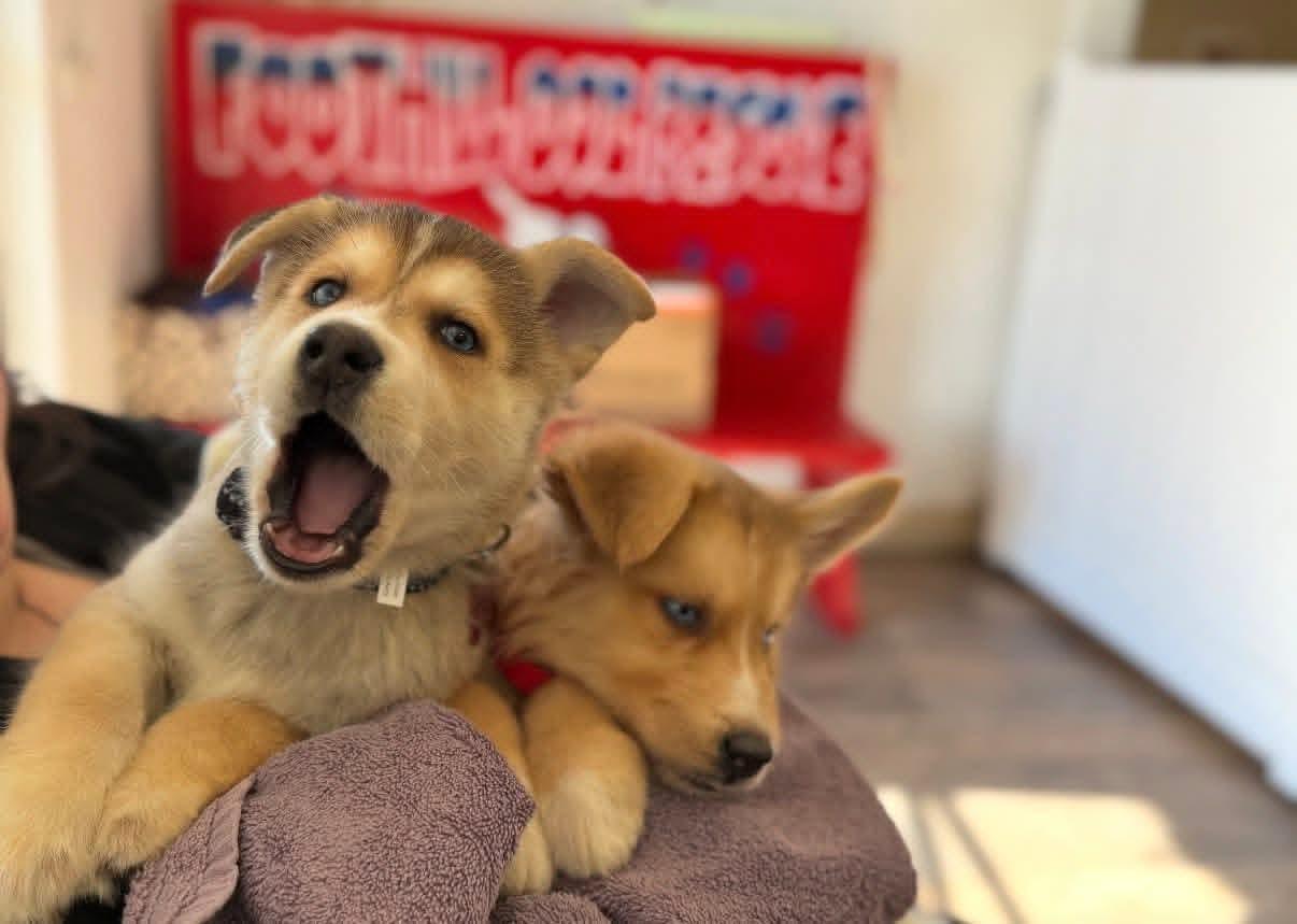 26Everest, a ADOPTABLE mixed breed in Shingle Springs, CA image 2/2