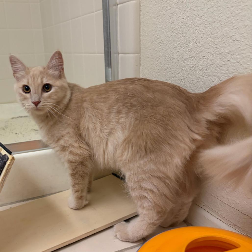 Enlarge Shaggy, a Adoptable Domestic Medium Hair in Coachella, CA image 1/4