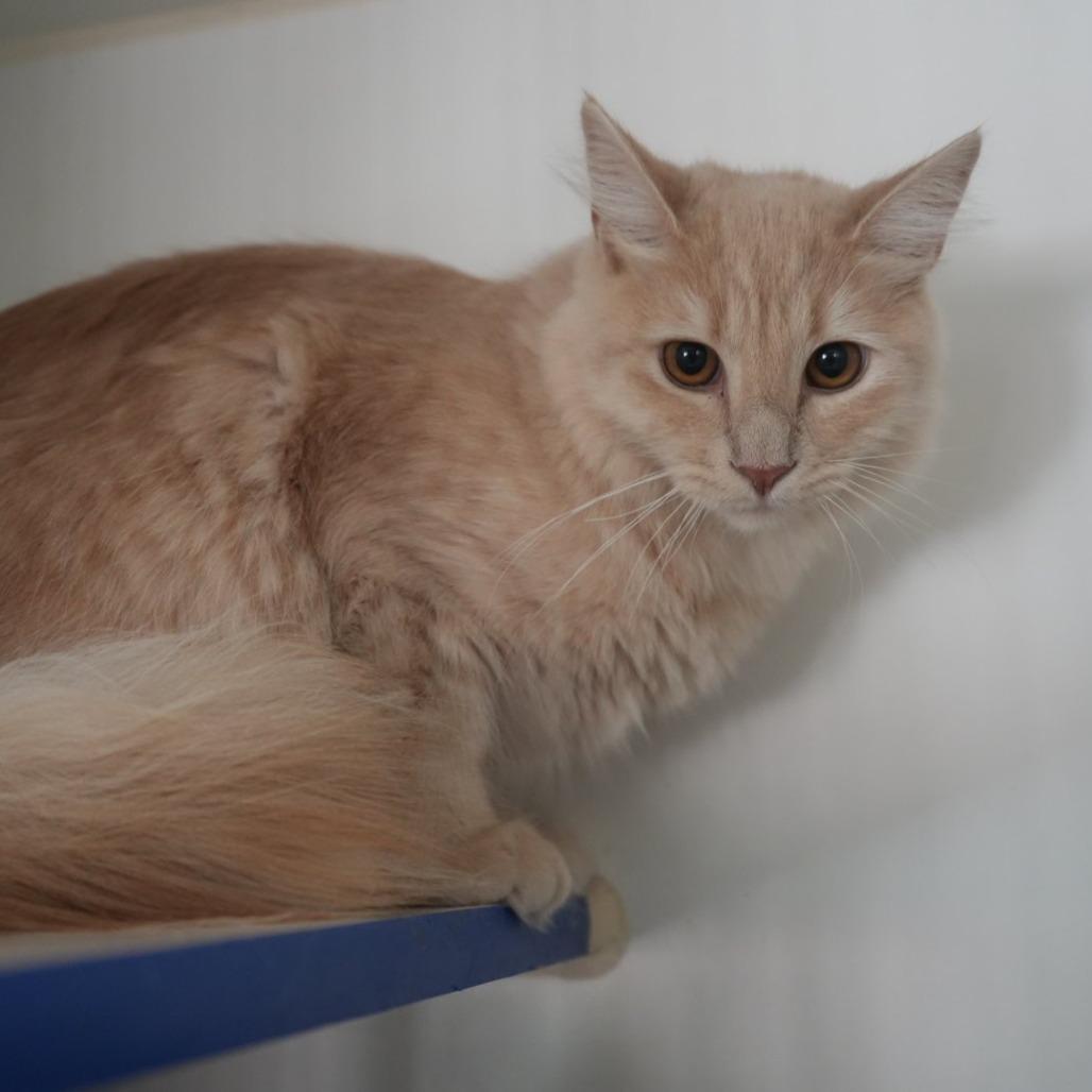 Enlarge Shaggy, a Adoptable Domestic Medium Hair in Coachella, CA image 2/4