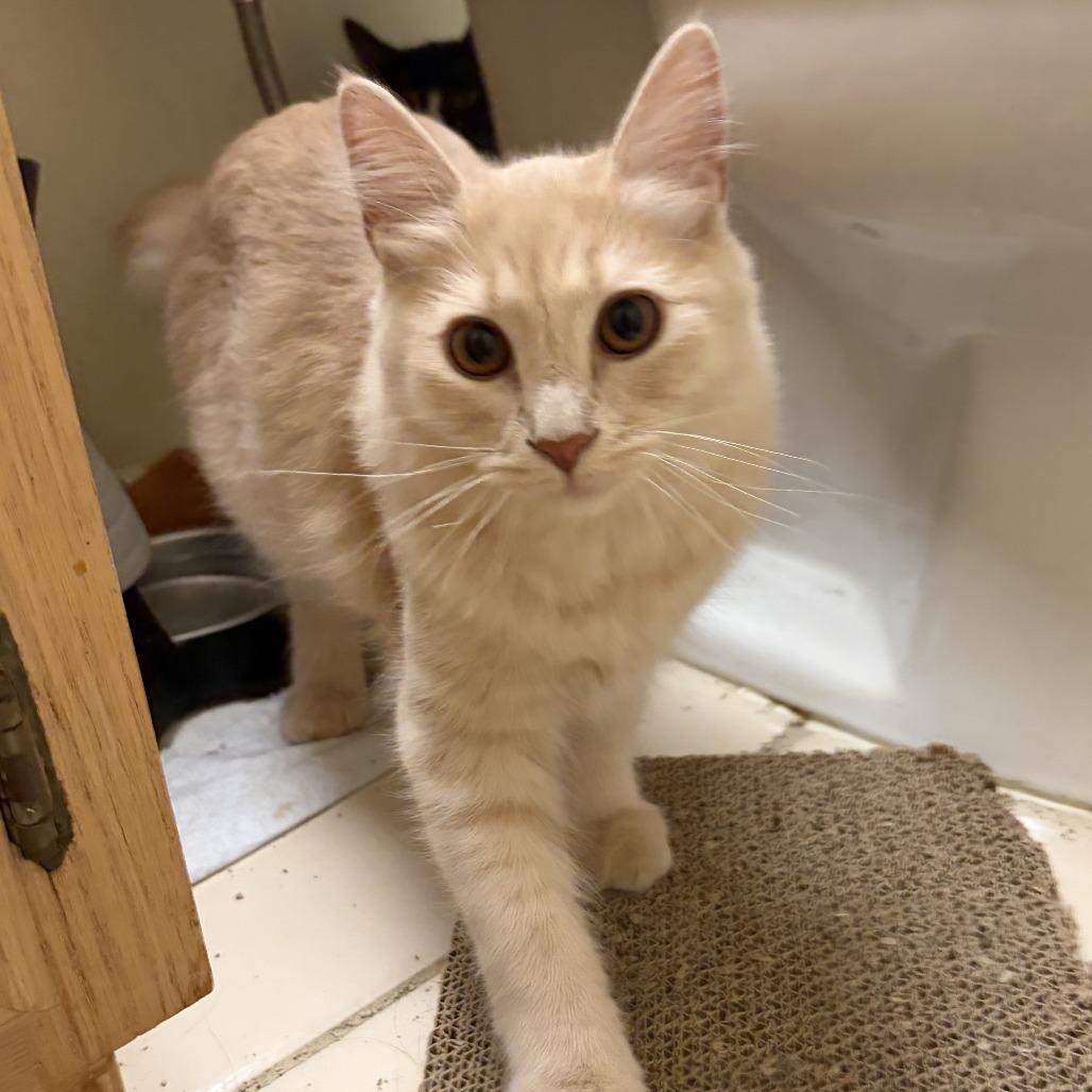 Enlarge Shaggy, a Adoptable Domestic Medium Hair in Coachella, CA image 3/4
