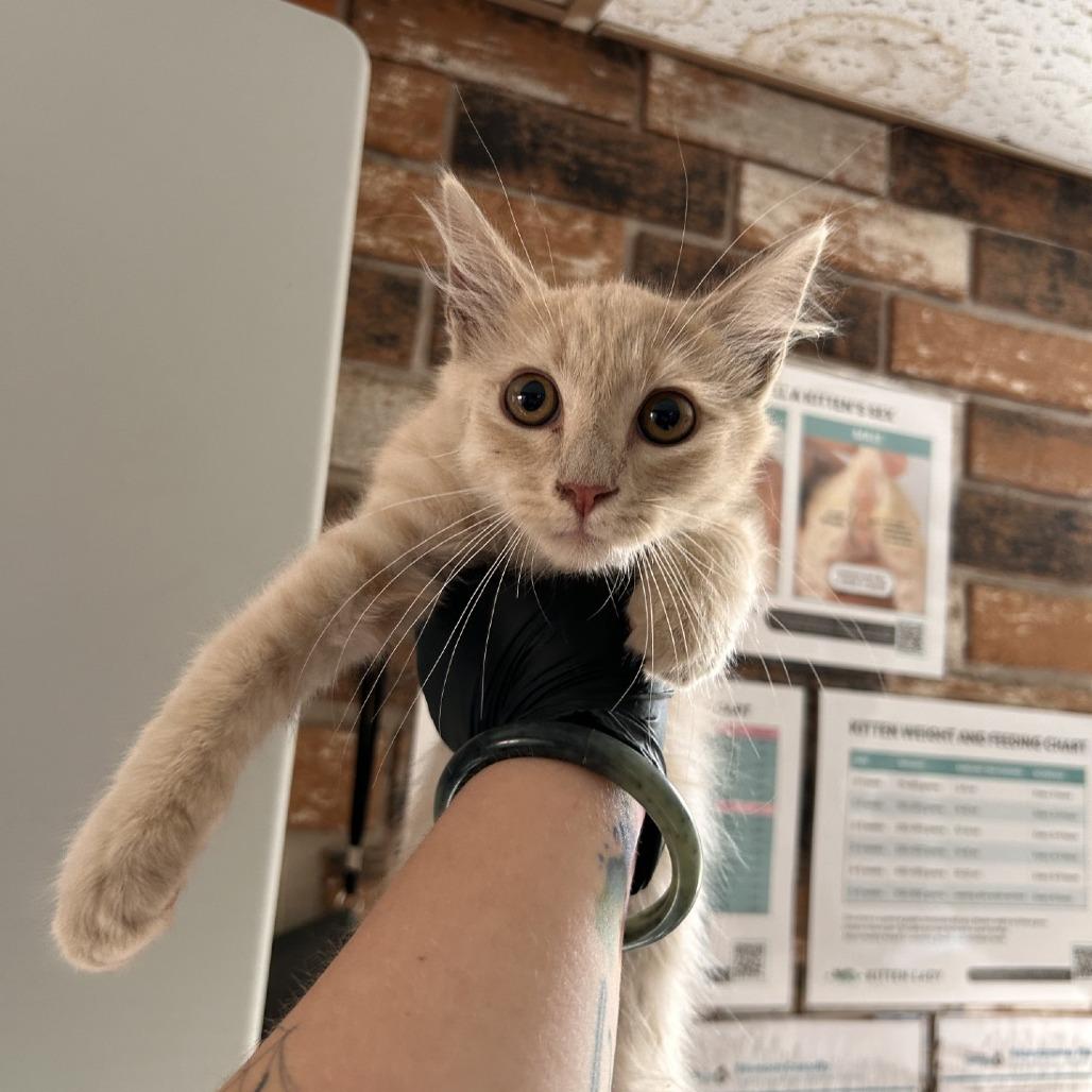 Enlarge Shaggy, a Adoptable Domestic Medium Hair in Coachella, CA image 4/4
