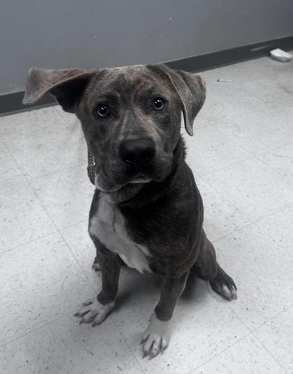 Enlarge Perrito, a Adoptable mixed breed in Gulfport, MS image 1/2