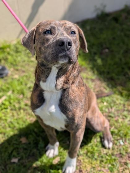 Enlarge Perrito, a Adoptable mixed breed in Gulfport, MS image 2/2