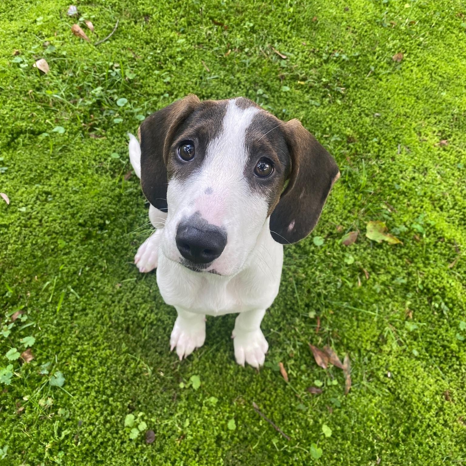 Enlarge Saga, a Adoptable mixed breed in Charlotte, NC image 4/5