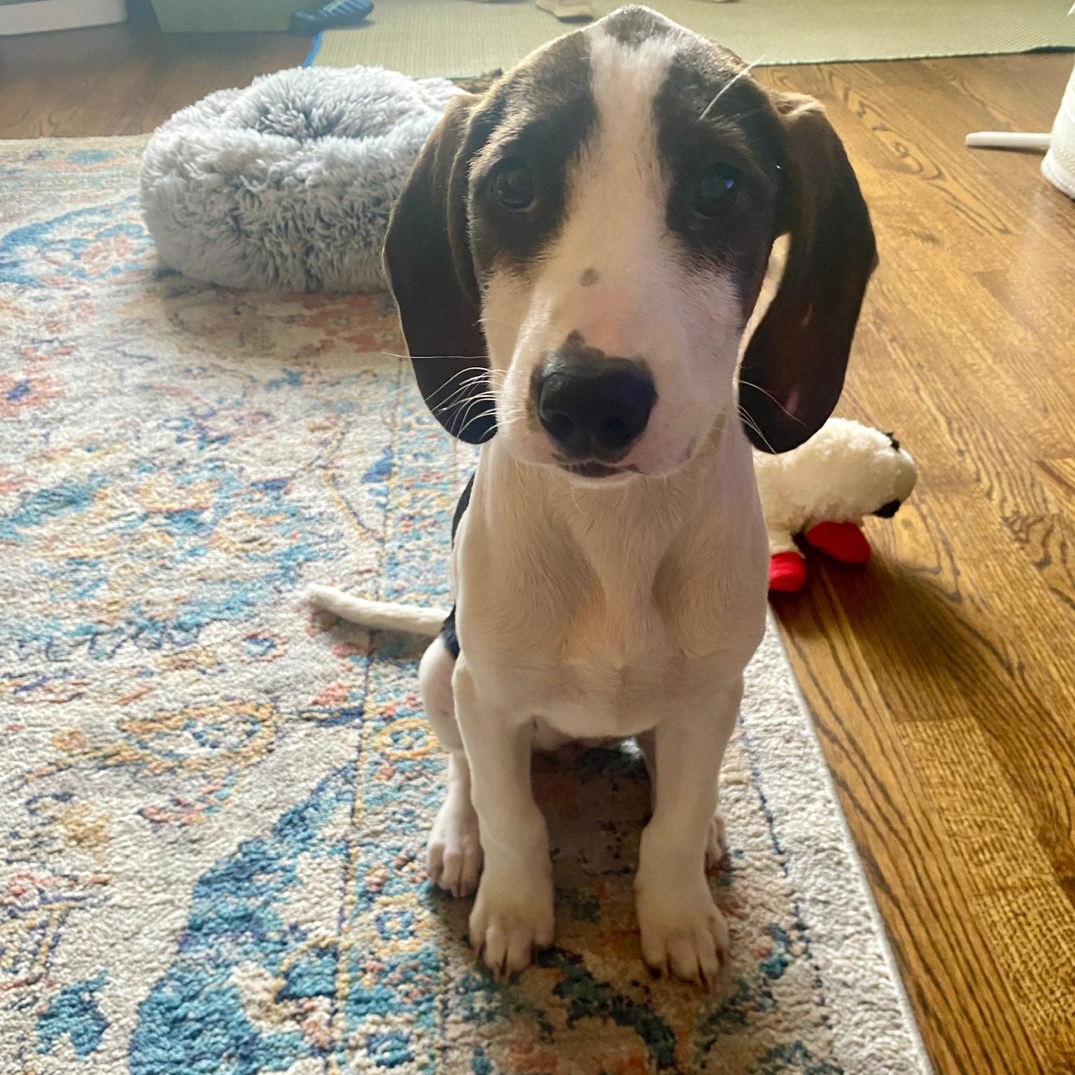 Saga, Adoptable, Puppy Female Hound.
