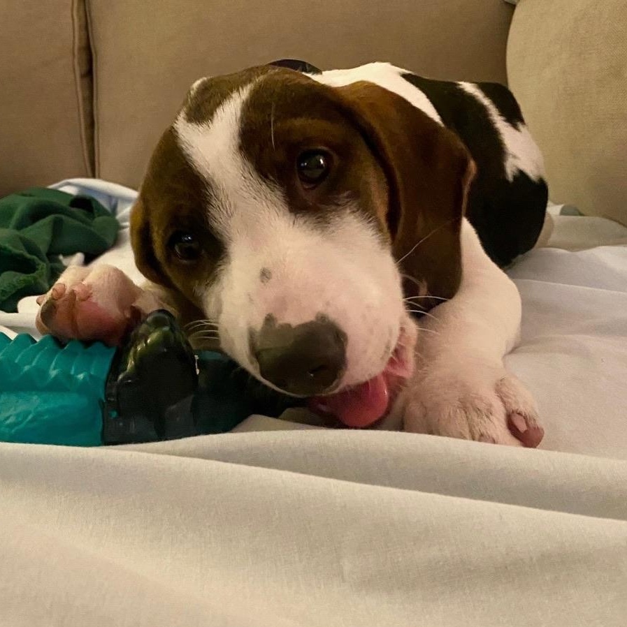 Enlarge Saga, a Adoptable mixed breed in Charlotte, NC image 3/5