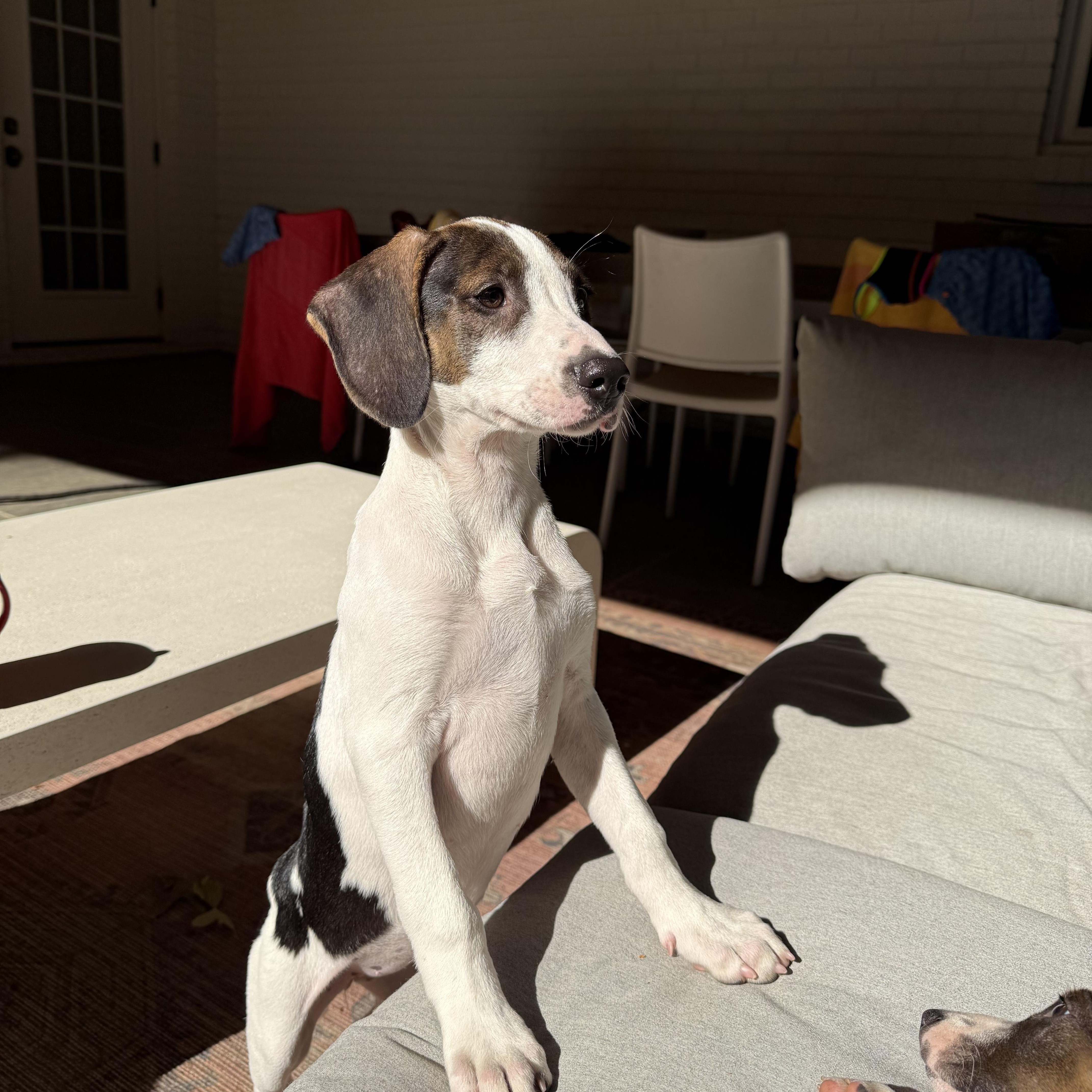 Enlarge Saga, a Adoptable mixed breed in Charlotte, NC image 5/5