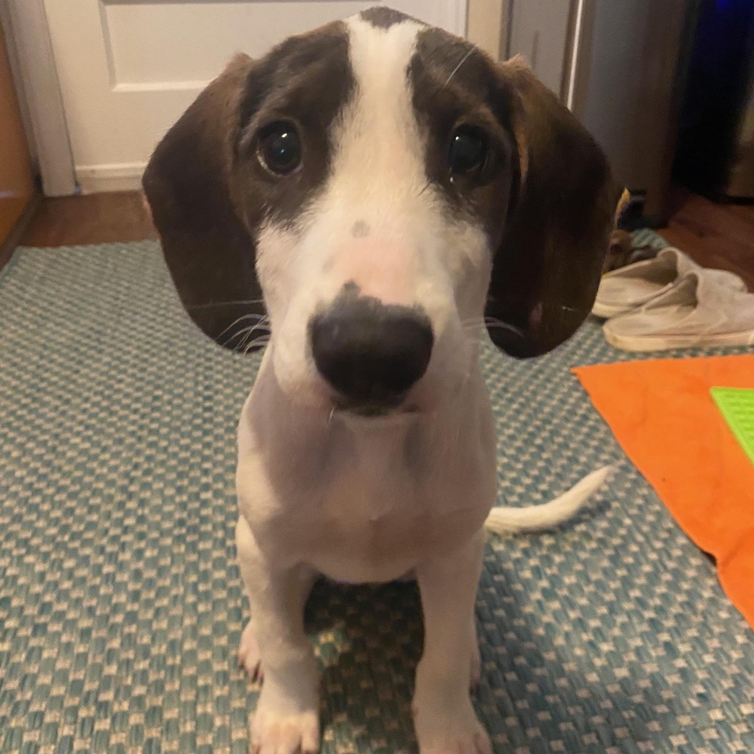 Enlarge Saga, a Adoptable mixed breed in Charlotte, NC image 2/5
