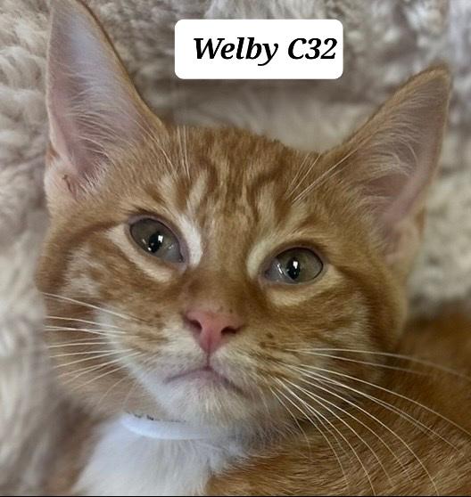 Welby, ADOPTABLE, Young Male Domestic Short Hair.