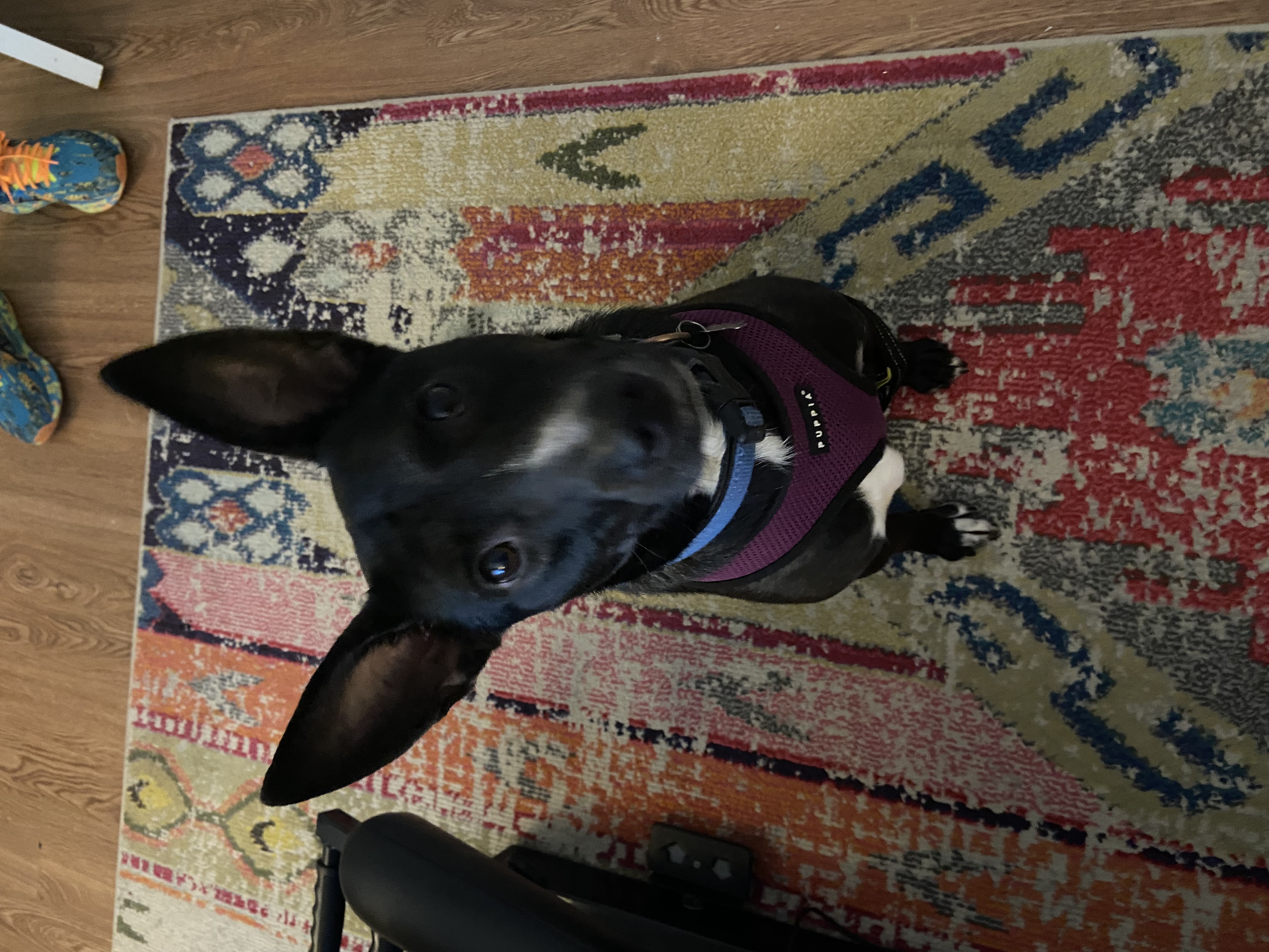 Linus, a Adopted mixed breed in Jefferson, TX image 1/6