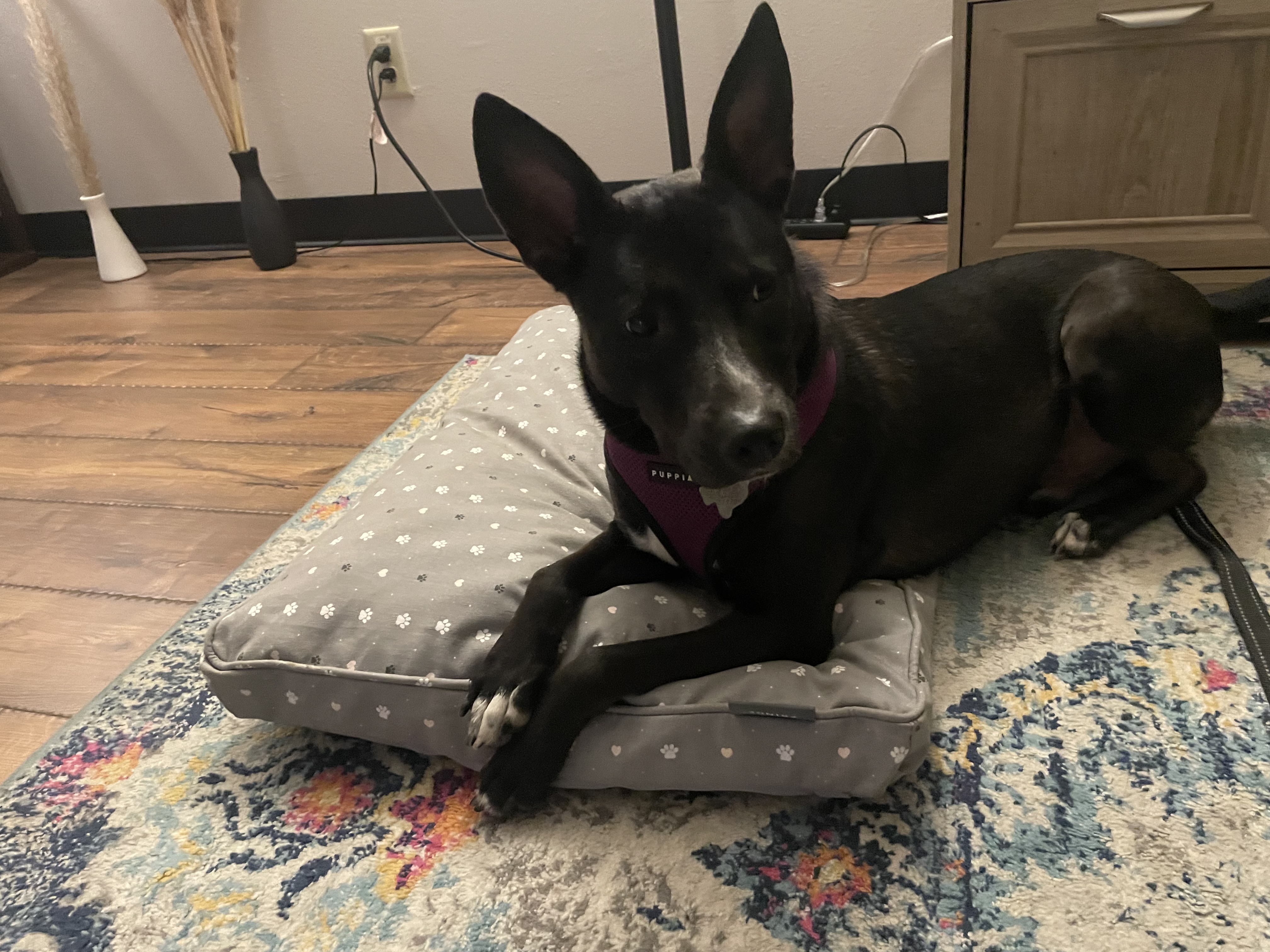 Linus, a Adopted mixed breed in Jefferson, TX image 2/6