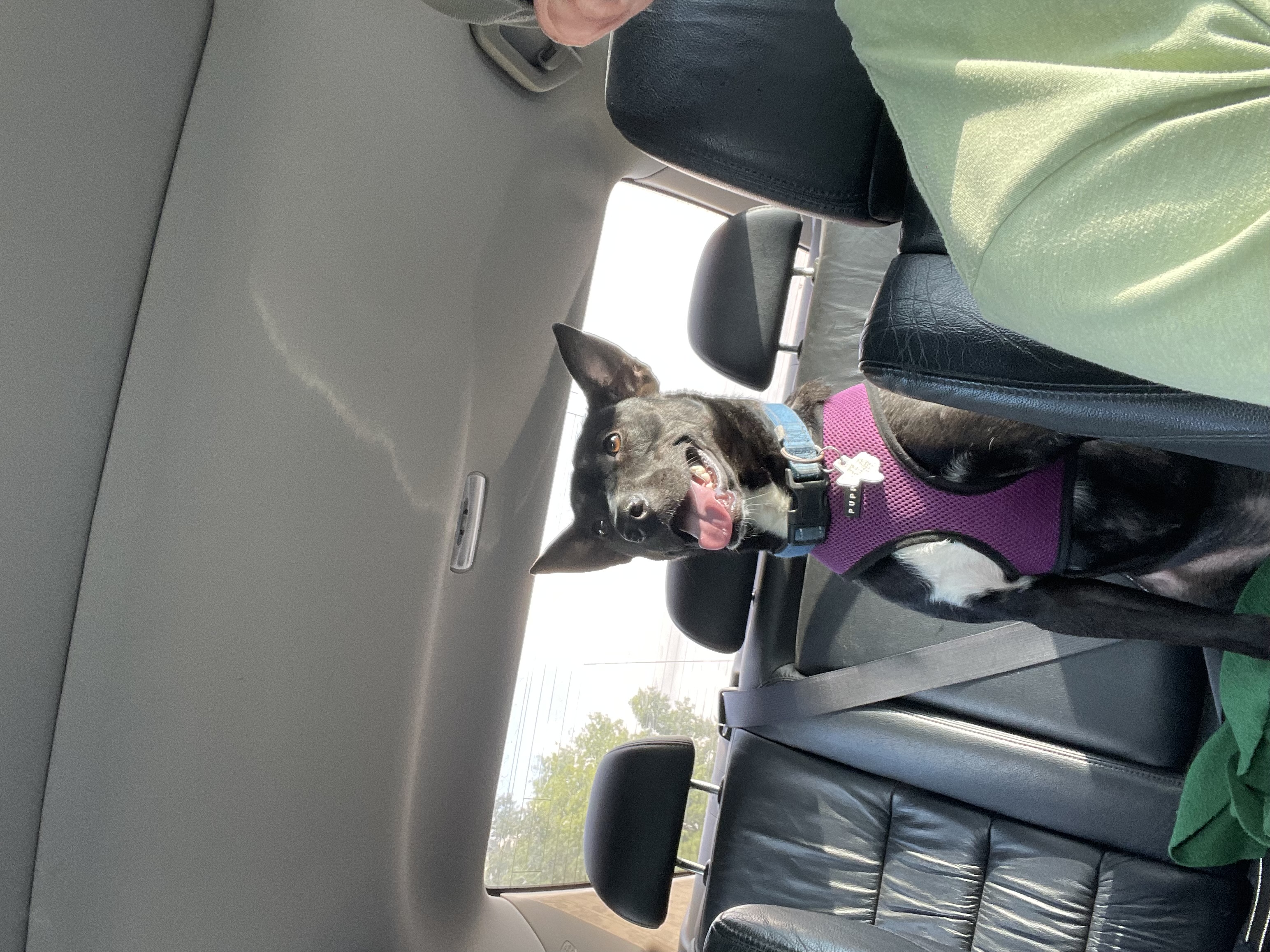 Linus, a Adopted mixed breed in Jefferson, TX image 4/6