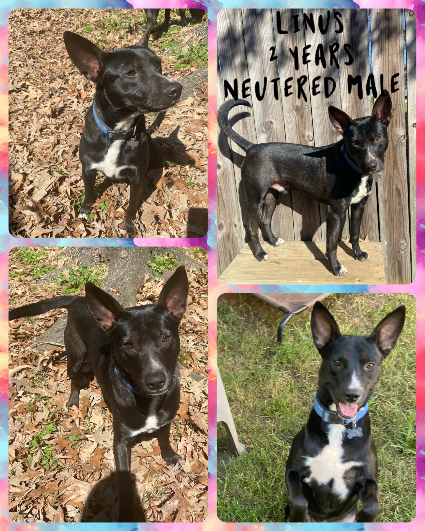 Linus, a Adopted mixed breed in Jefferson, TX image 6/6