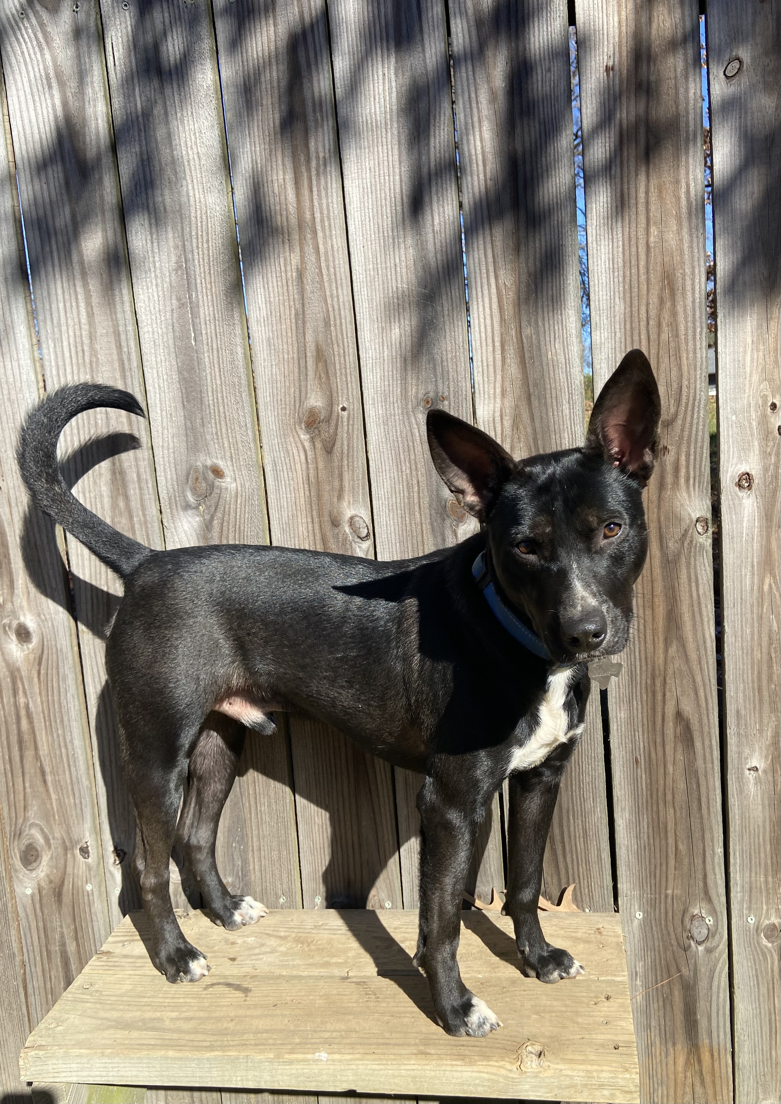 Linus, a Adopted mixed breed in Jefferson, TX image 5/6