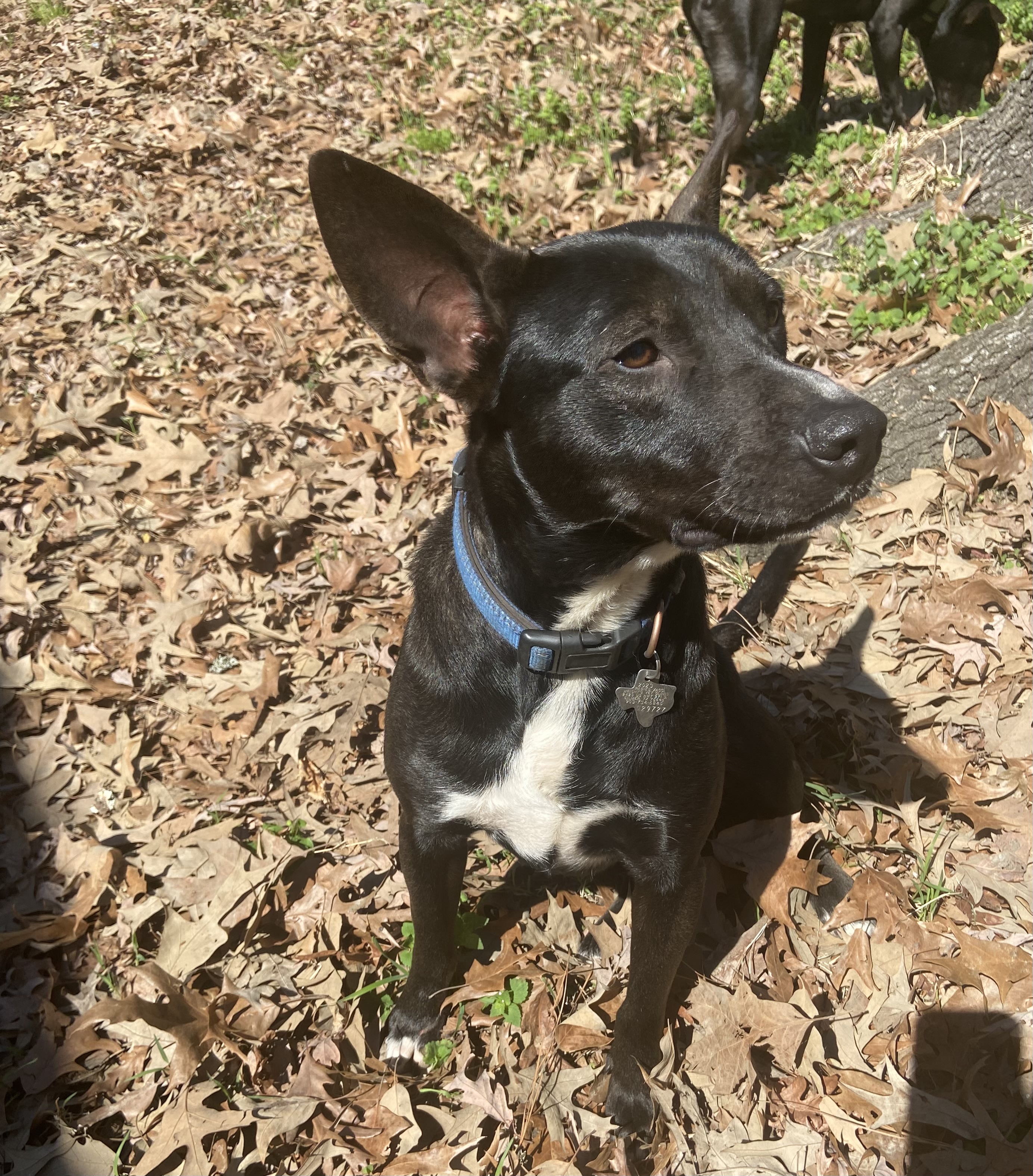 Linus, a Adopted mixed breed in Jefferson, TX image 3/6