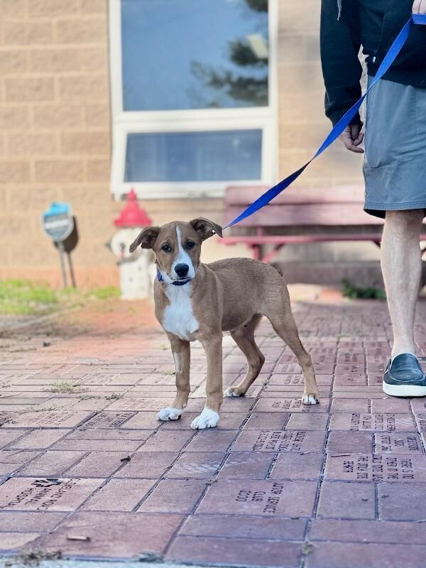 Enlarge Nardo Wick, a Adoptable mixed breed in Wooster, OH image 1/1