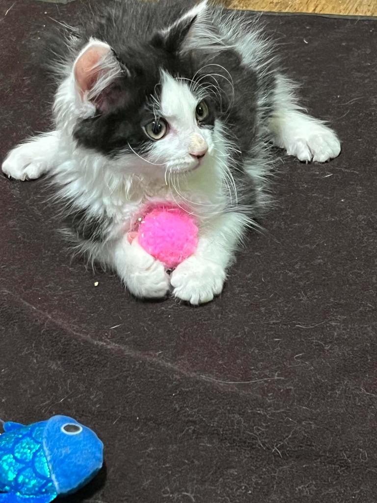 Weeble, Adoptable, Kitten Male Domestic Short Hair.