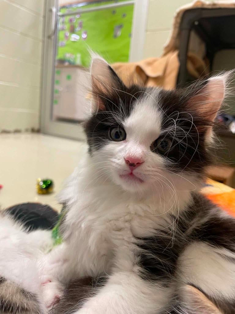 Enlarge Weeble, a Adoptable mixed breed in Hamilton, OH image 2/2
