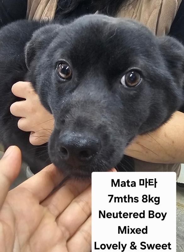 Enlarge MATA, a Adoptable mixed breed in Long Island City, NY image 1/1