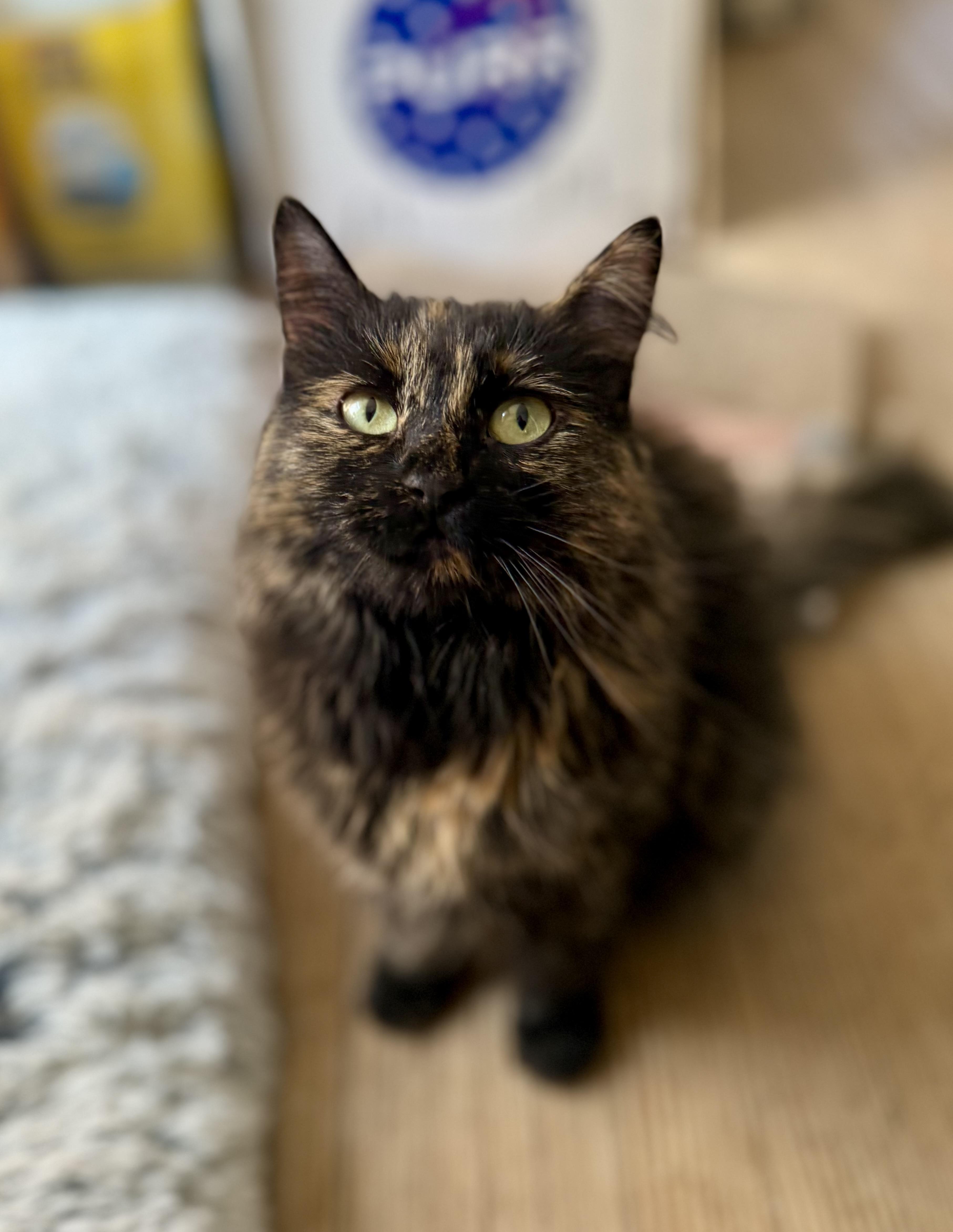 Enlarge Heidi, a Adoptable Domestic Long Hair in Shreveport, LA image 2/3