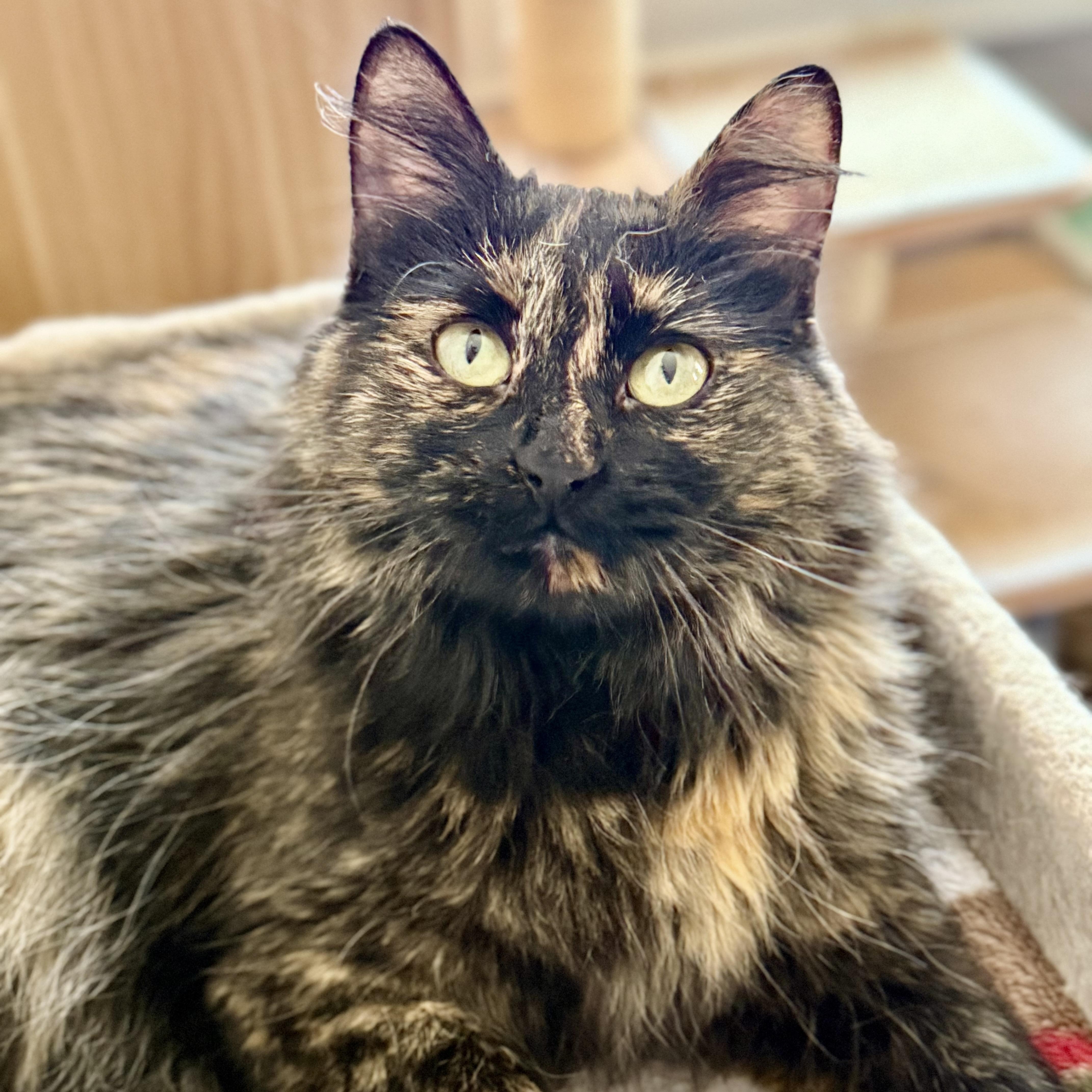 Heidi, Adoptable, Young Female Domestic Long Hair.