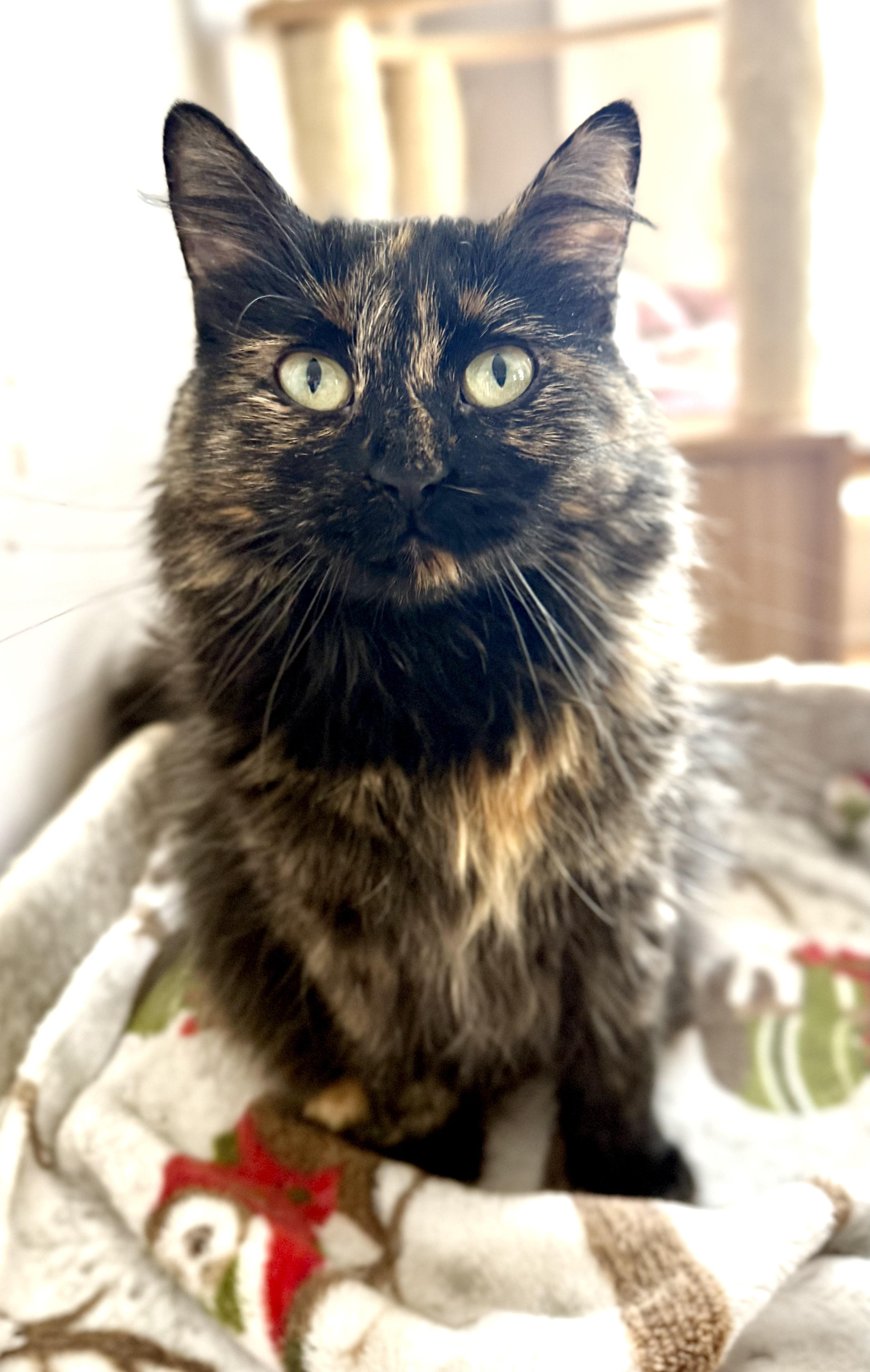 Enlarge Heidi, a Adoptable Domestic Long Hair in Shreveport, LA image 3/3