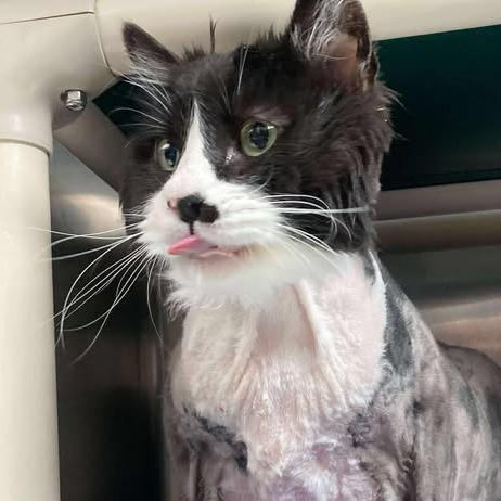 Rikki, a Adoptable Domestic Short Hair in Buffalo, WY image 1/5