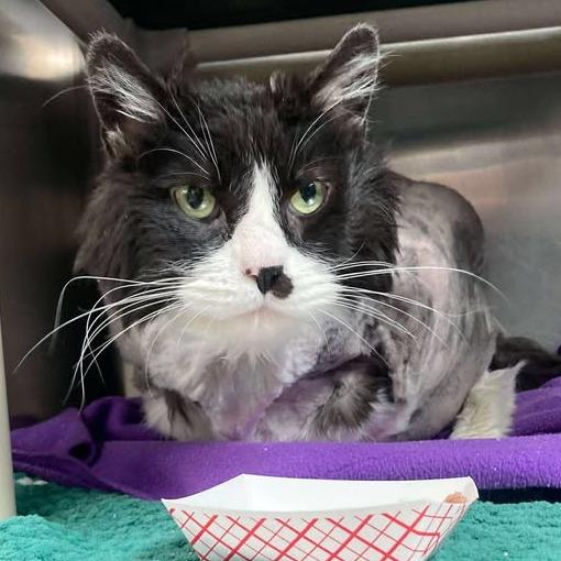 Rikki, a Adoptable Domestic Short Hair in Buffalo, WY image 2/5