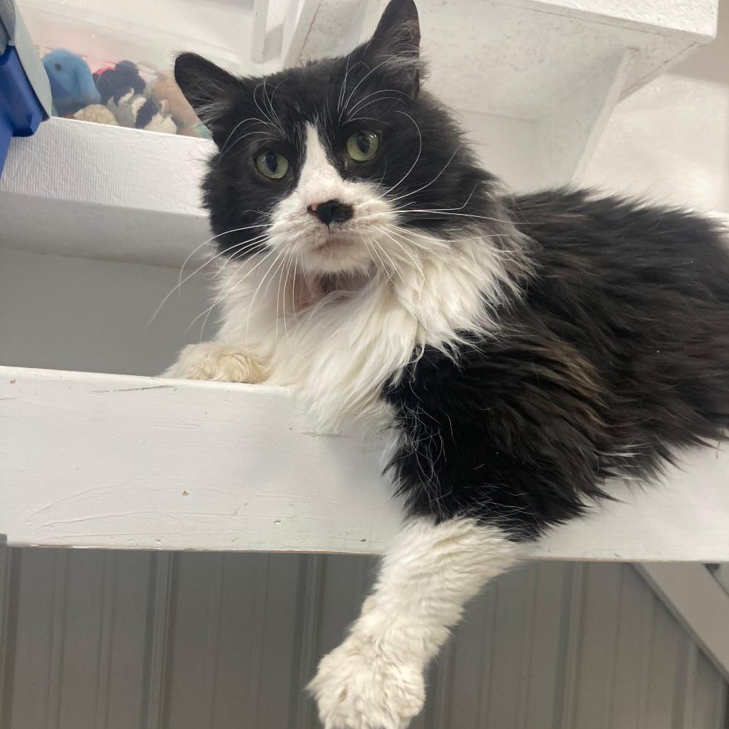 Enlarge Rikki, a Adoptable Domestic Short Hair in Buffalo, WY image 1/6