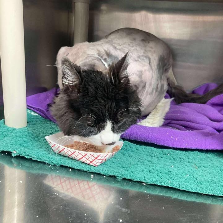 Rikki, a Adoptable Domestic Short Hair in Buffalo, WY image 3/5