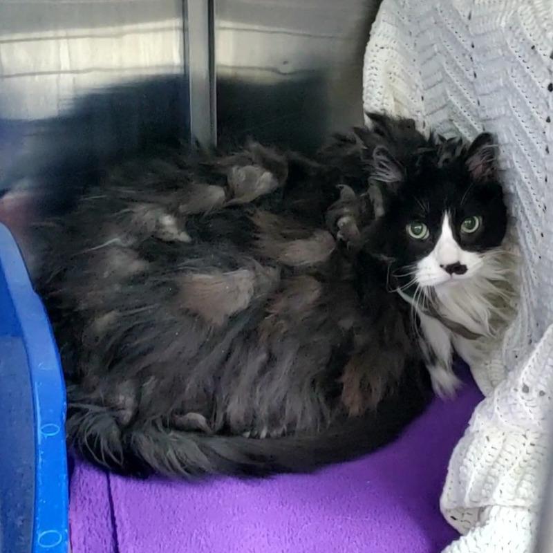 Rikki, a Adoptable Domestic Short Hair in Buffalo, WY image 4/5