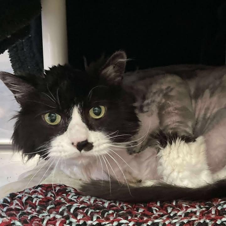 Rikki, a Adoptable Domestic Short Hair in Buffalo, WY image 5/5