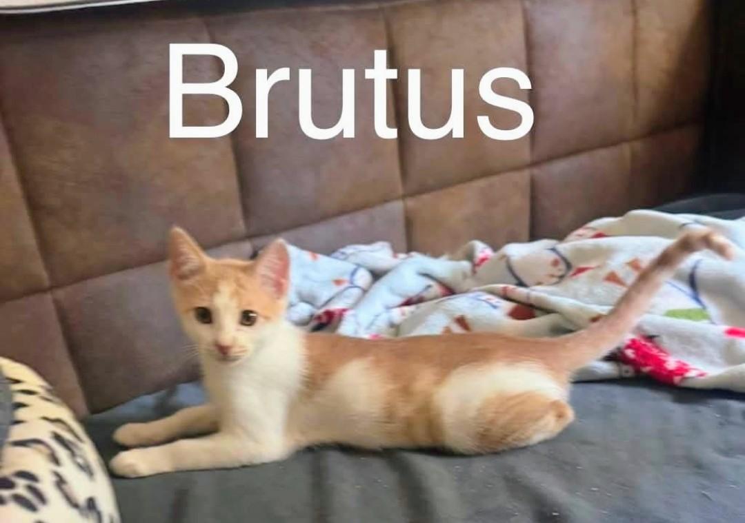 Brutus, ADOPTABLE, Kitten Male Domestic Short Hair.
