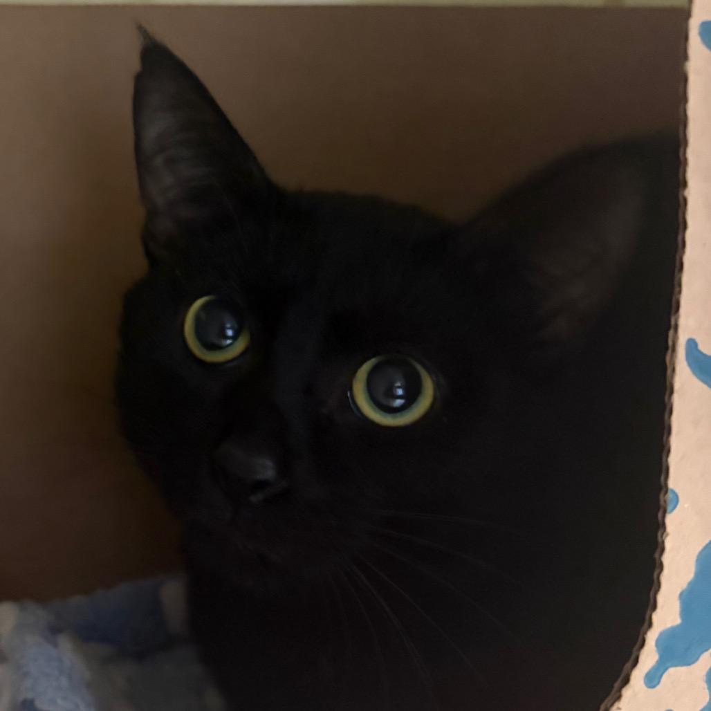 Poem, a Adoptable Domestic Short Hair in West Olive, MI image 1/5