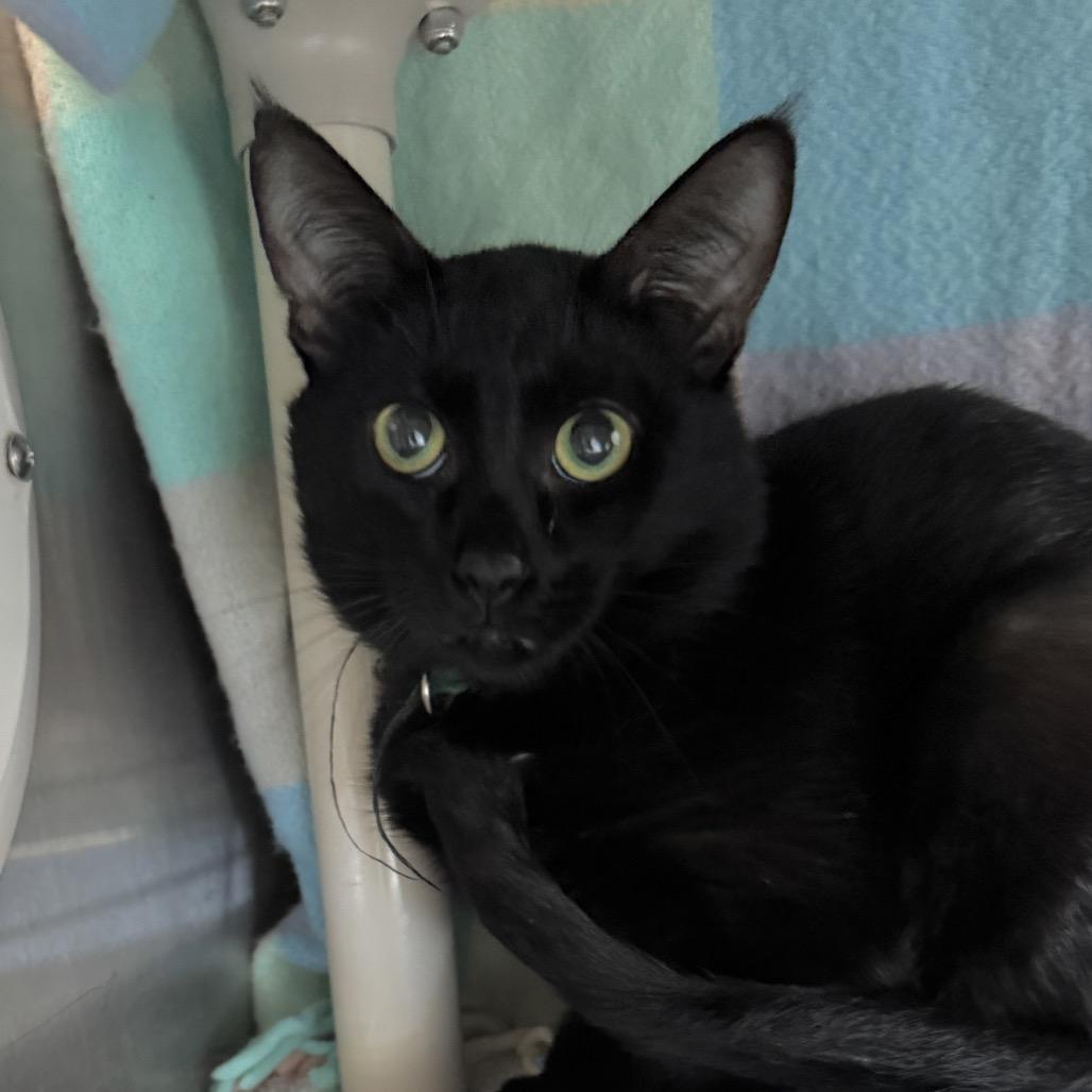 Enlarge Poem (Holland Cat Cove), a Adoptable Domestic Short Hair in West Olive, MI image 1/4